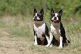 BOSTON TERRIER 228